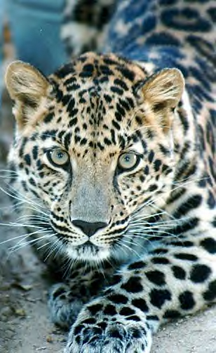 Amur Leopard Running
