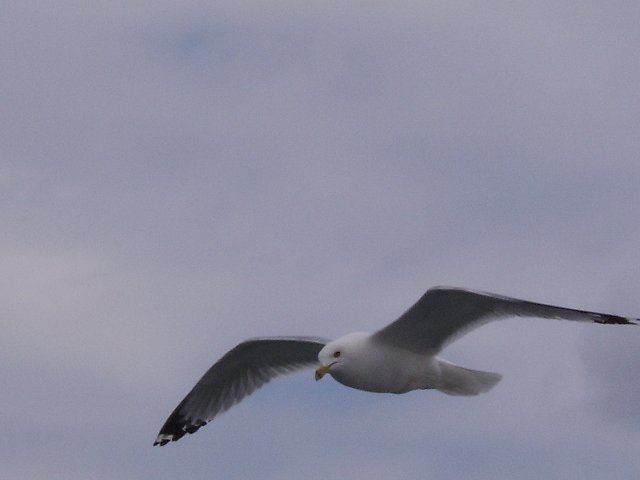 sta72714.jpg