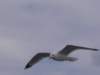 sta72714_small.jpg