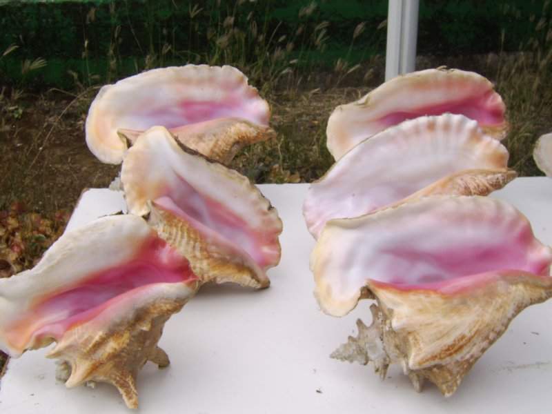 sta72442.jpg