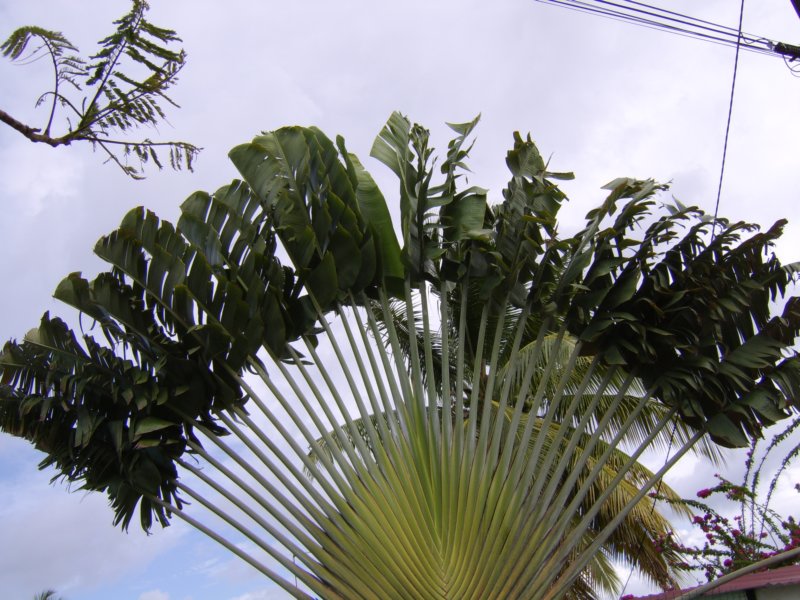 sta72471.jpg