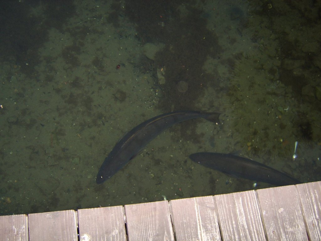 sta71350.jpg