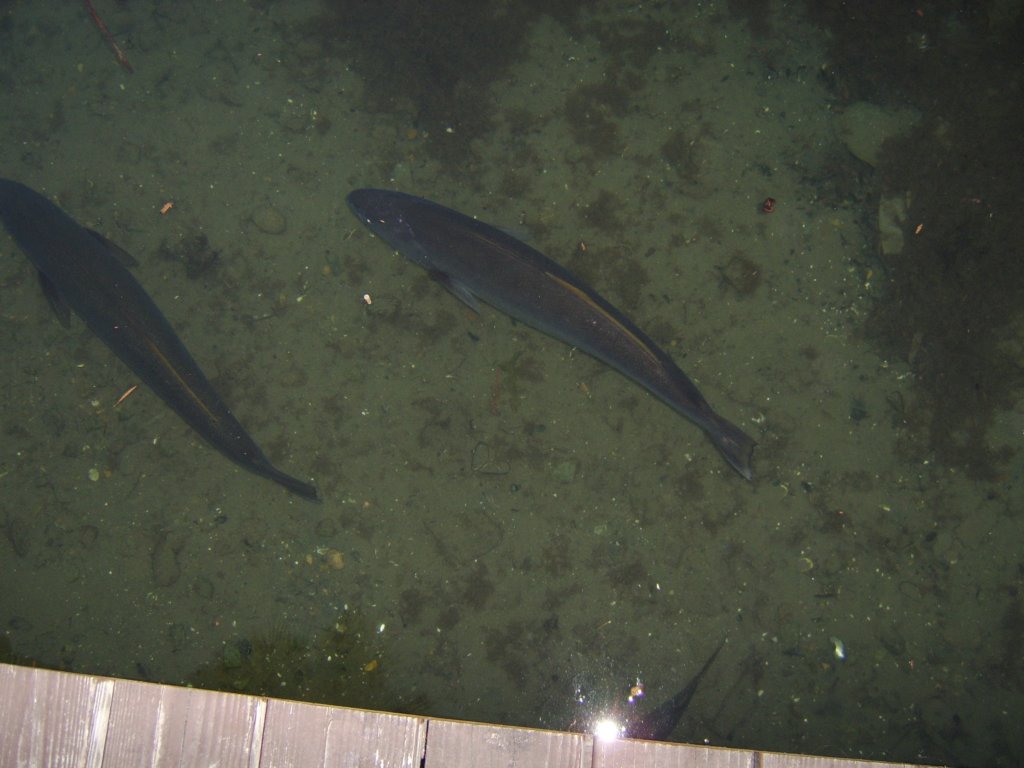 sta71351.jpg