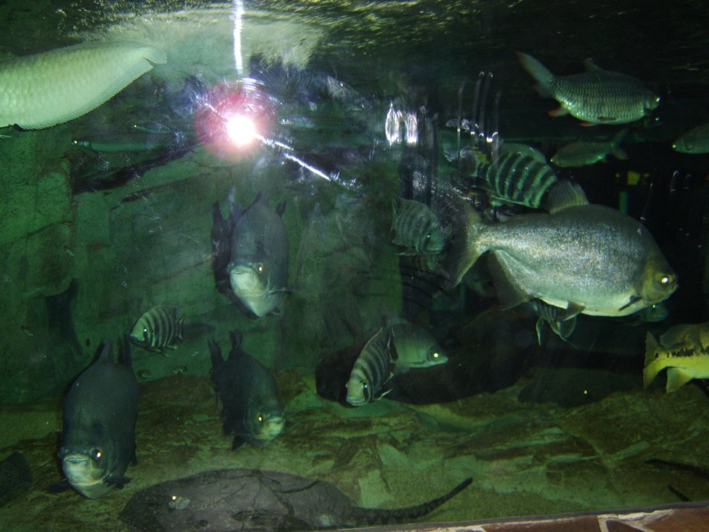 sta71746.jpg