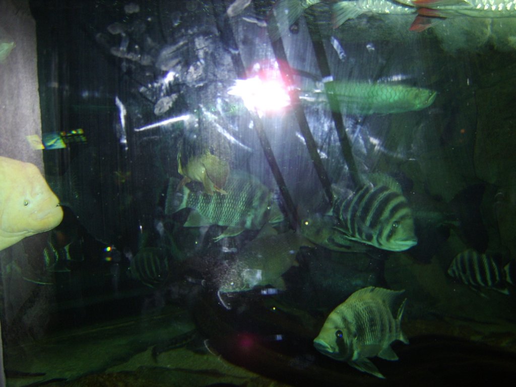 sta71748.jpg