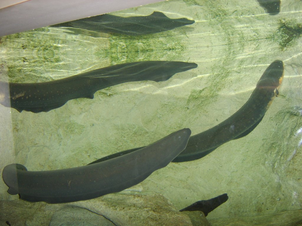 sta71758.jpg