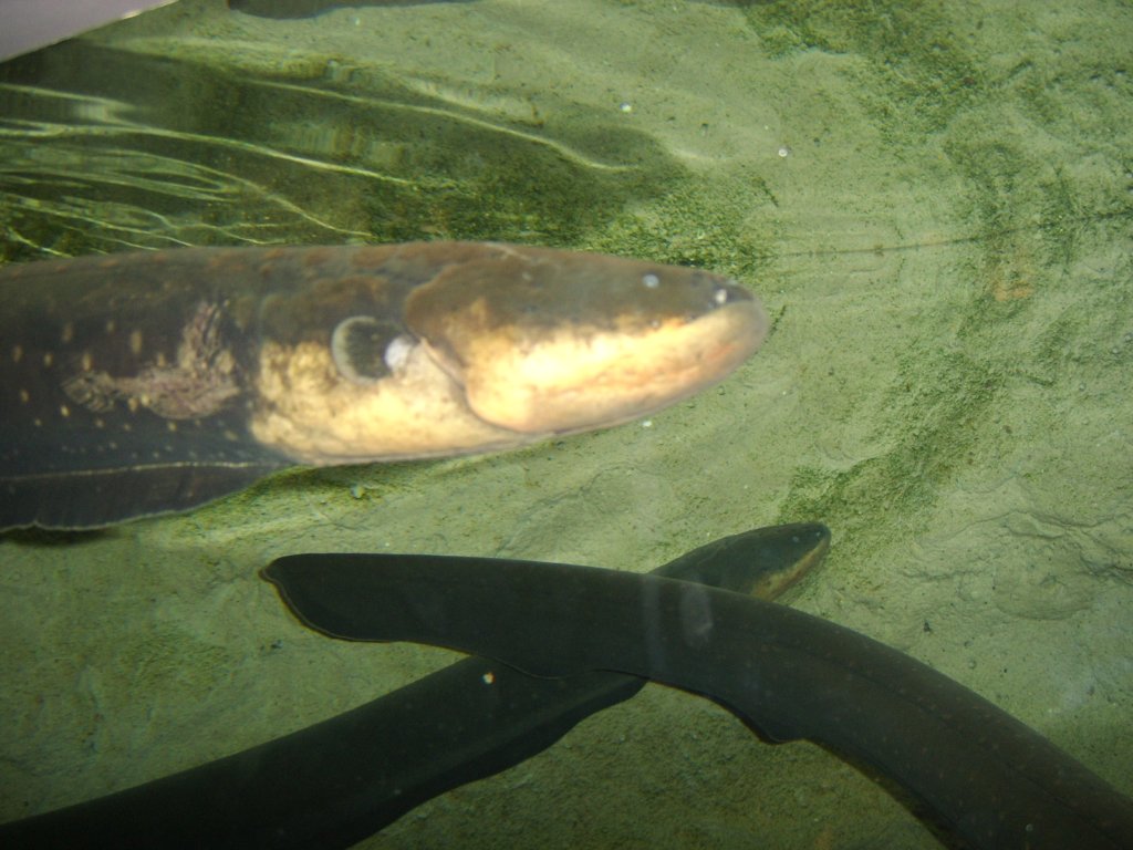 sta71759.jpg