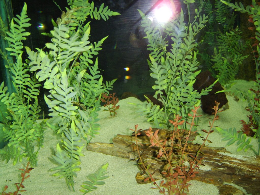 sta71772.jpg