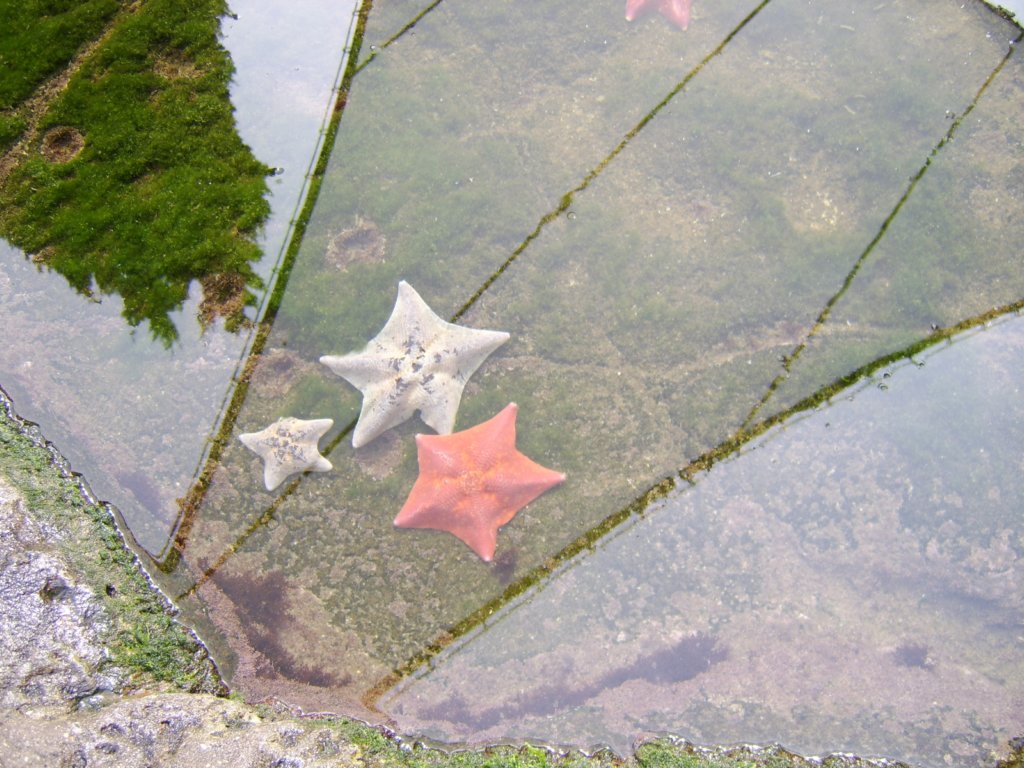 sta71832.jpg