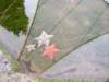 sta71832_small.jpg