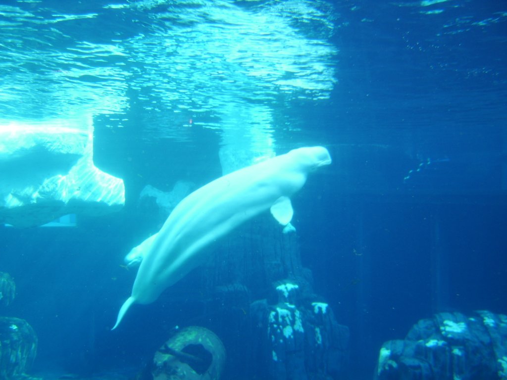 sta71886.jpg