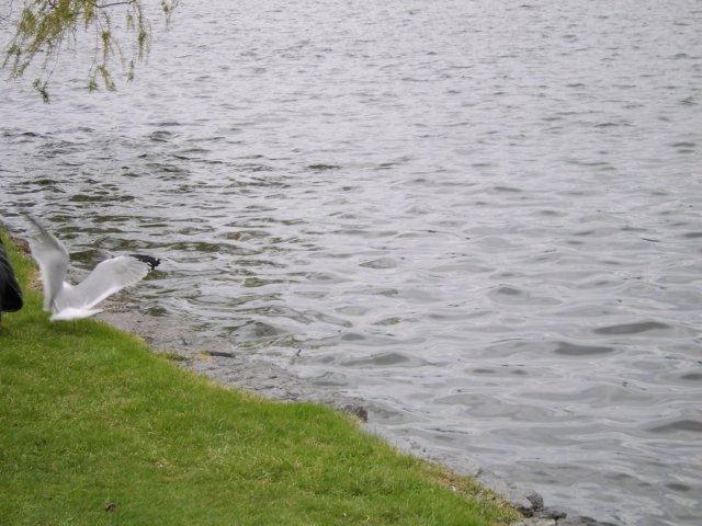 sta70435.jpg