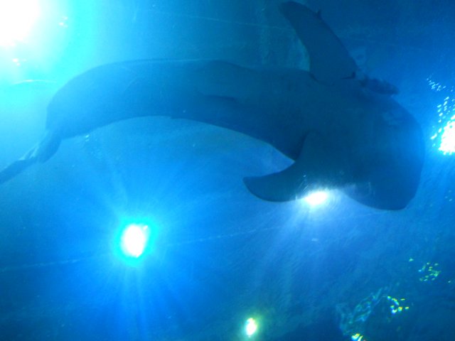 dscn9443.jpg