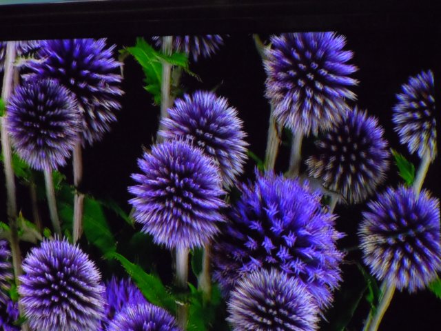 dscn1136.jpg