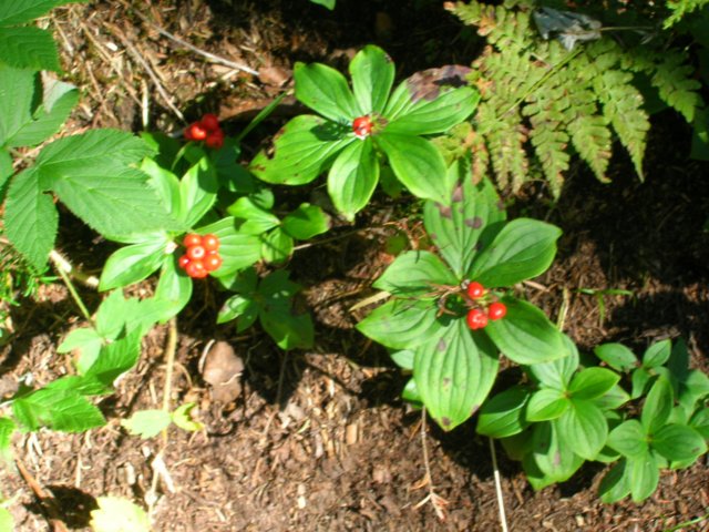 dscn3069.jpg