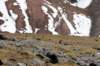 img_6786_small.jpg