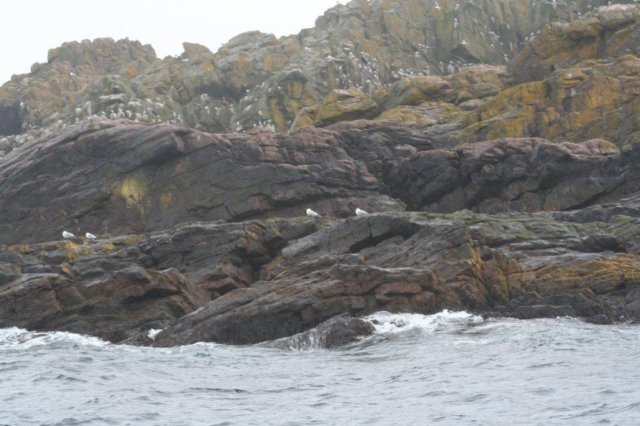 nfld2011_20110528_251.jpg