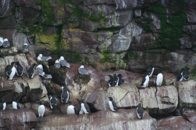 nfld2011_20110528_263.jpg