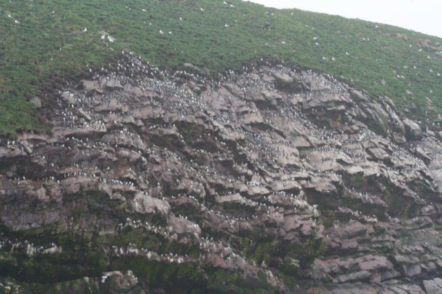 nfld2011_20110528_279.jpg
