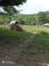img_20200809_160654_small.jpg
