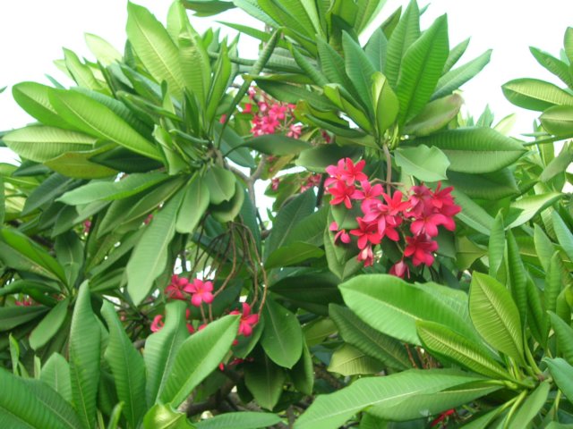 dscn8219.jpg